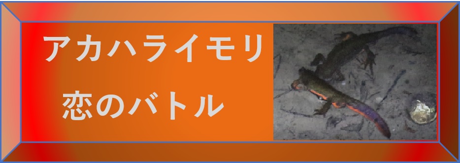 昆虫ウォッチング -アカハライモリ恋のバトル-選択SW